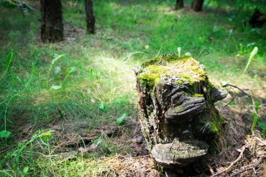 Yosun kaplı ormanda yaşlı bir ağaç kütüğü.