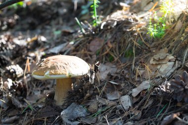 Mantar ormanın içinde arayın. Mantar eti için harika bir alternatiftir.