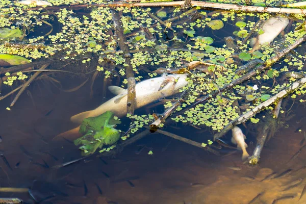 Martwe Ryby Rzece Powodu Zanieczyszczenia Rzeki — Zdjęcie stockowe