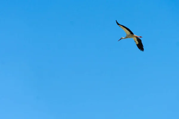 Uma Cegonha Adulta Voa Alto Céu — Fotografia de Stock