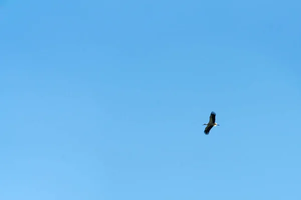 Uma Cegonha Adulta Voa Alto Céu — Fotografia de Stock