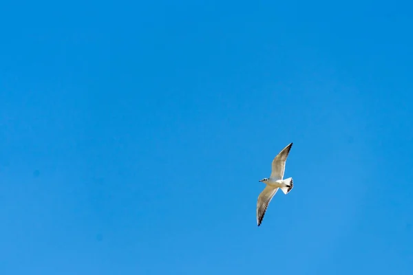 Gaivota Voando Alto Céu Lugar Para Seu Texto — Fotografia de Stock