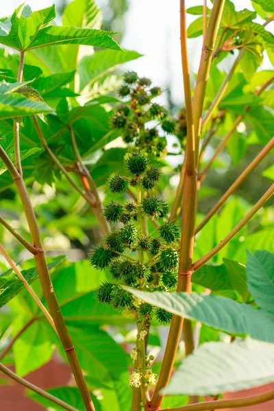 Planta Planta Aceite Ricino Foto Del Primer Plano Fruta — Foto de Stock