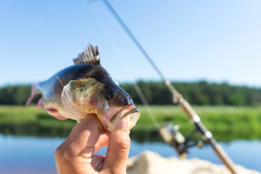 İplik üzerinde balık tutma. İplik çubuk Nehri üzerinde yakalamak.