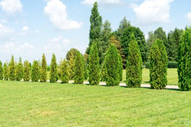 Mazı (bitki). Ağaçlar ve çalılar parkta büyümek.