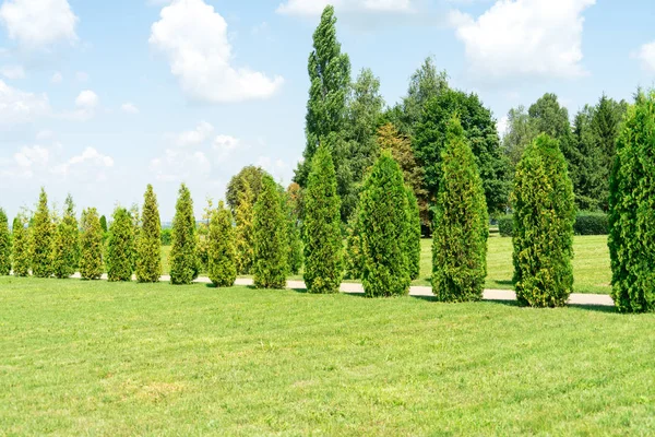 Thuja Árboles Arbustos Crecen Parque —  Fotos de Stock