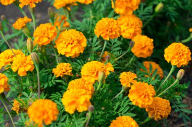 Çiçekler marigolds yakın çekim fotoğraflandı. Metniniz için yer.