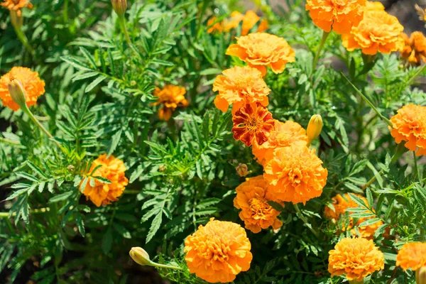 Bloemen Tagetes Gefotografeerd Close Plaats Voor Tekst — Stockfoto