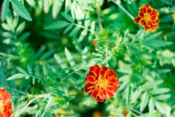 Λουλούδια Marigolds Φωτογραφήθηκε Γκρο Πλαν Θέση Για Κείμενό Σας — Φωτογραφία Αρχείου