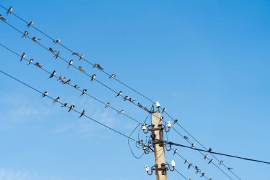 Çok fazla kuş güç kabloları oturuyor.