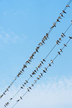 Çok fazla kuş güç kabloları oturuyor.