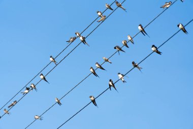Çok fazla kuş güç kabloları oturuyor.