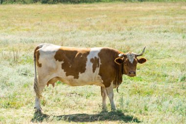 inek arazide. metniniz için yer.