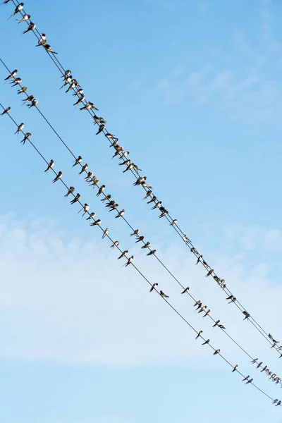 Muitos Pássaros Estão Sentados Fios Energia — Fotografia de Stock
