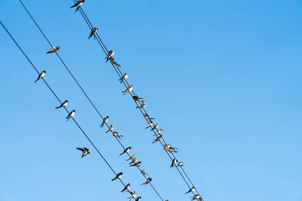 Muitos Pássaros Estão Sentados Fios Energia — Fotografia de Stock