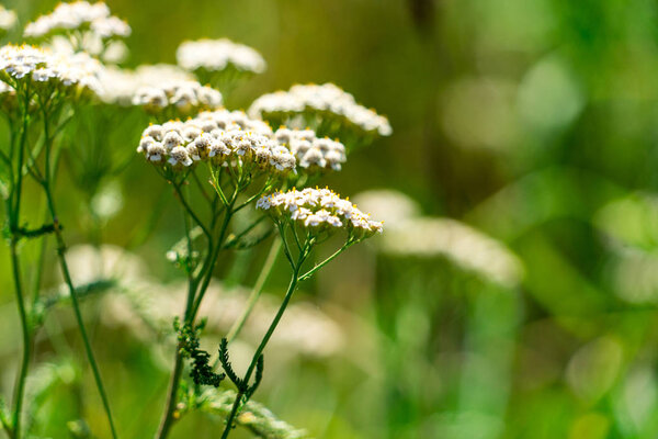 the picture of the plant yarrow . Place for your text.