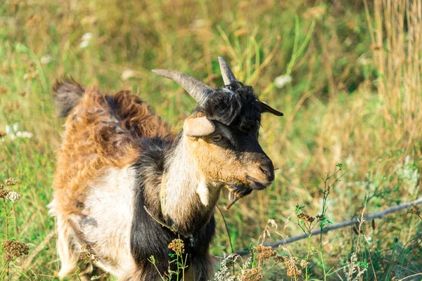 Photo Chèvre Pâturage Des Chèvres Dans Prairie — Photo