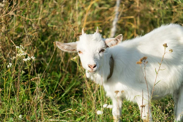 Photo Chèvre Pâturage Des Chèvres Dans Prairie — Photo