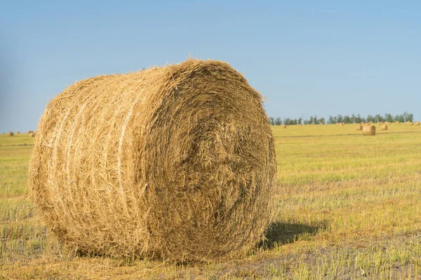 Bales of hay on the field. the hay harvest in the fall.