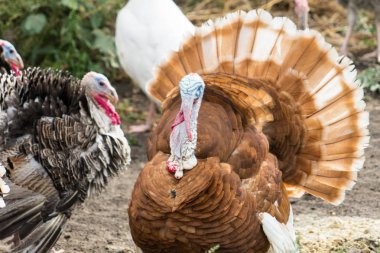 Türkiye'nin ev bir çiftlikte fotoğrafı..