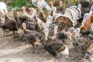 Türkiye'nin ev bir çiftlikte fotoğrafı..