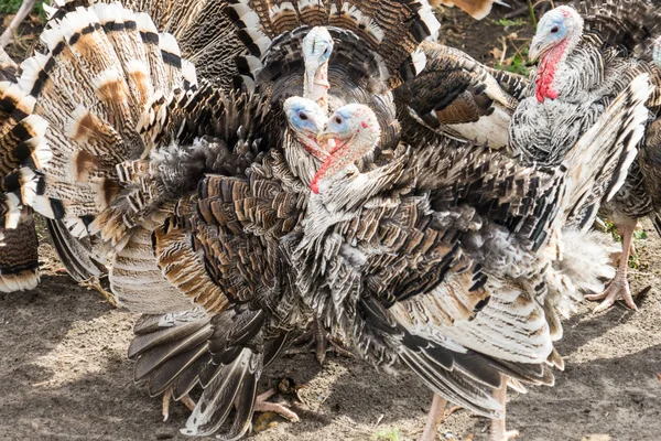 Foto Pavos Una Granja Casera —  Fotos de Stock