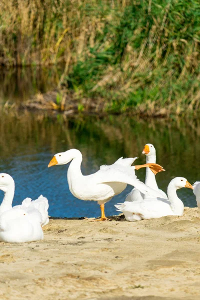 Photo White Geese Place Your Text — Stock Photo, Image