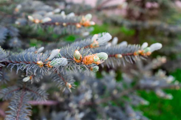 Jeunes Branches Épinette Épinette Bleue Est Arbre Rare — Photo