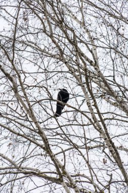 Siyah Raven kışın bir ağaçta oturuyor