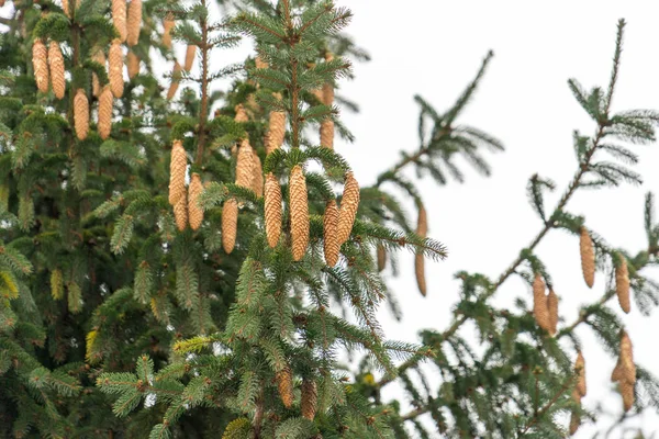 Ett Stort Träd Beströdd Med Spruce Kottar — Stockfoto