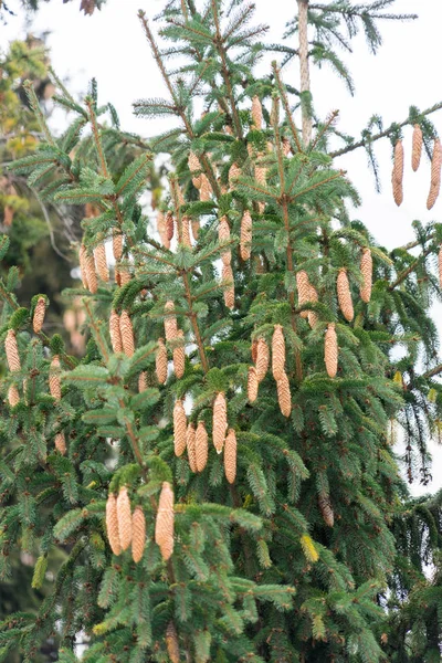 Ett Stort Träd Beströdd Med Spruce Kottar — Stockfoto