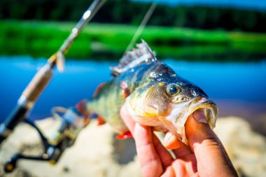 Perch için balıkçılık iplik. iplik yakalama gösterisi.