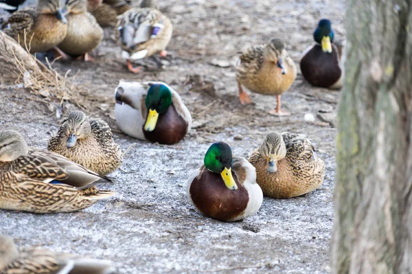 Hoto patos salvajes. Lugar para su texto . —  Fotos de Stock