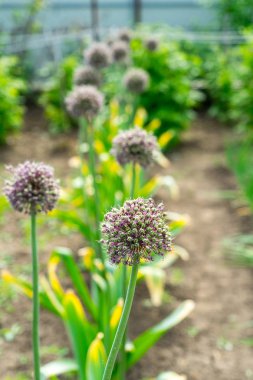 Çiçekli sarımsak fotoğrafı. Sarımsak tohumu. Yatakta sarımsak.