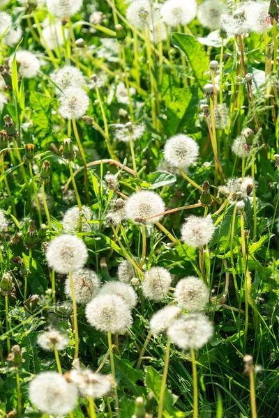 Lots of dandelions. dandelion seeds. dandelion background.