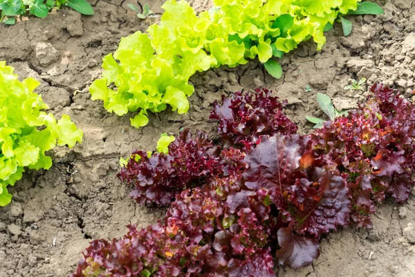 Salad grows in the garden. Photo of red and green salad growing in the garden.
