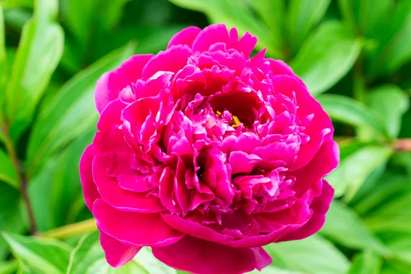Peony flowers are photographed close-up. Flowers near home. — Stock Photo, Image