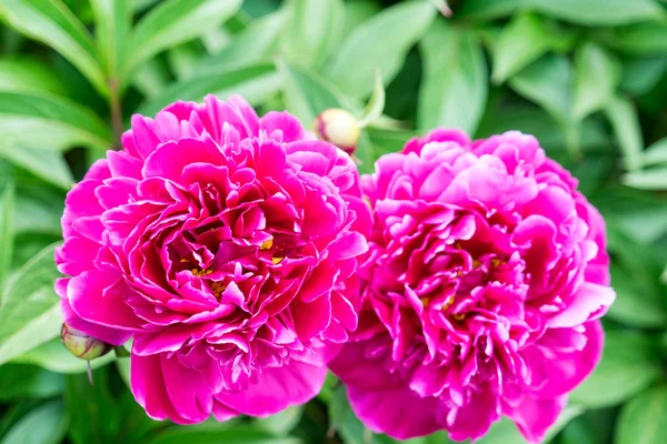 Flores de peônia são fotografadas close-up. Flores perto de casa . — Fotografia de Stock