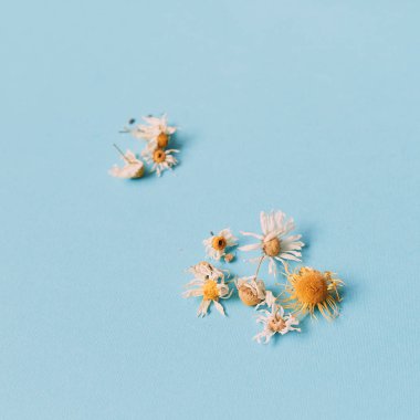 mavi bir arka plan üzerinde kuru papatyalar. Yukarıdan görüntüle.