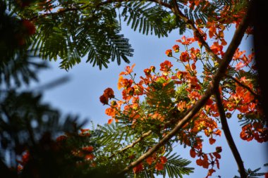 Yaprakları ve dalları olan bir çiçek. Muhteşem görünüyor..