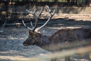 Hayvanat bahçesindeki bir ziyaretçiye ulaşan bir hayvan. Hayvan sevgi ve iletişim istiyor..