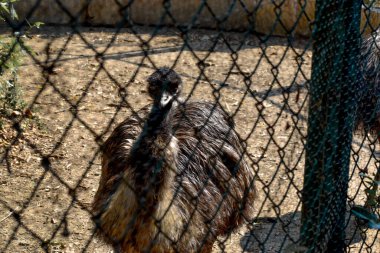 Hayvanat bahçesindeki bir ziyaretçiye ulaşan bir hayvan. Hayvan sevgi ve iletişim istiyor..