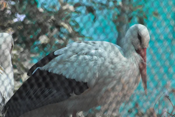 A animal reaches out to a visitor at the zoo. The animal wants affection and communication.