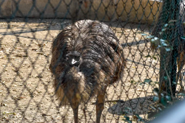 A animal reaches out to a visitor at the zoo. The animal wants affection and communication.