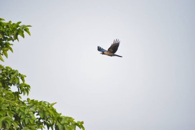 Bir kuş kadar özgür. Ringa martısı Larus Argentatus kışın mavi gökyüzüne karşı tüylenir. Kopyalama alanı olan özgürlük konsepti. Martı tepemizde uçuyor.