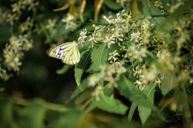 Kelebek yapraklı bir dalda oturuyor. Renkli kelebek oturuyor ve dinleniyor