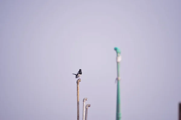 鳥として無料 青い空に対して冬の急落でカモメLarus Argentatusを育てる コピースペース付きの自由コンセプトイメージ 頭上を飛ぶカモメ — ストック写真