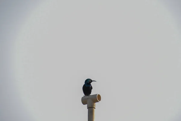 Libero Come Uccello Gabbiano Aringa Larus Argentatus Nel Piumaggio Invernale — Foto Stock