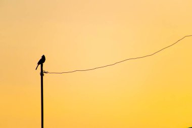 Bir kuş kadar özgür. Ringa martısı Larus Argentatus kışın mavi gökyüzüne karşı tüylenir. Kopyalama alanı olan özgürlük konsepti. Martı tepemizde uçuyor.