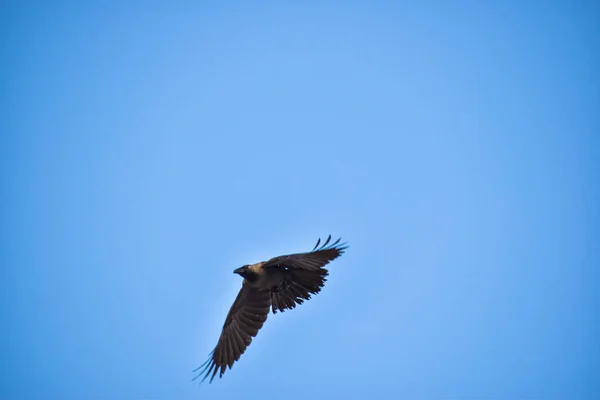 Free as a bird. Herring gull Larus argentatus in winter plumage against blue sky. Freedom concept image with copy space. Seagull flying overhead